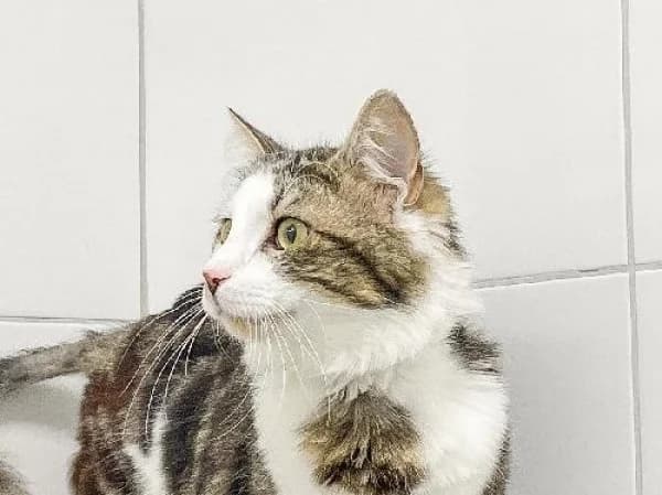 THOR, Mixed Breed (SPA de Mulhouse)