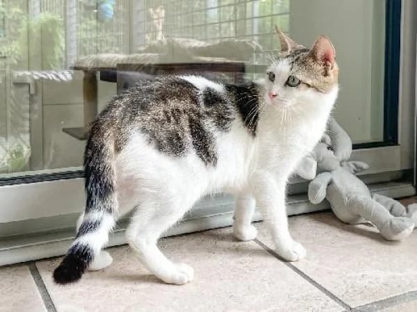 BAYA,  Mixed Breed for adoption at SPA de Mulhouse, Mulhouse