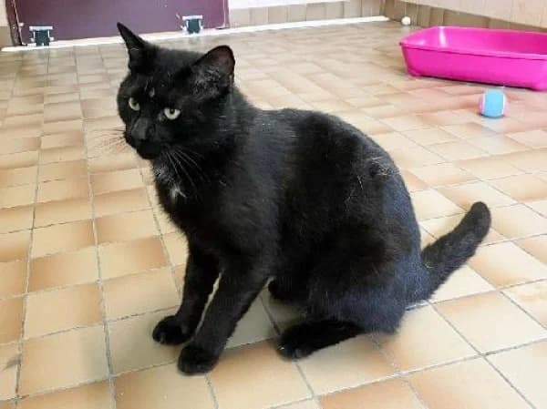PUMA,  Mixed Breed for adoption at SPA de Mulhouse, Mulhouse