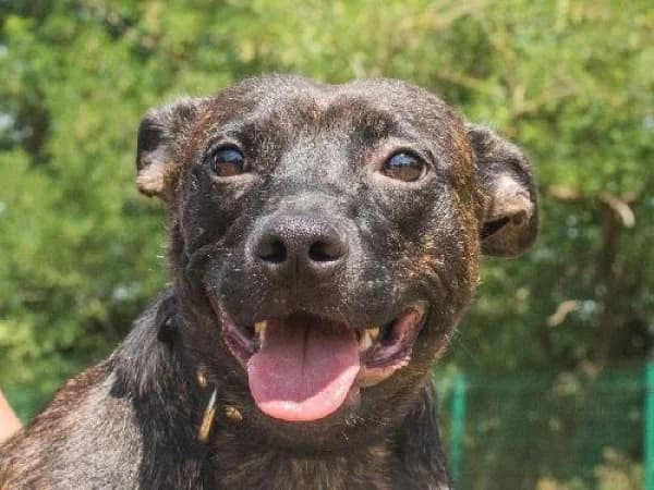 ANNA,  Mixed Breed for adoption at SPA de Mulhouse, Mulhouse