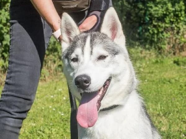 AIKA,  Mixed Breed for adoption at SPA de Mulhouse, Mulhouse