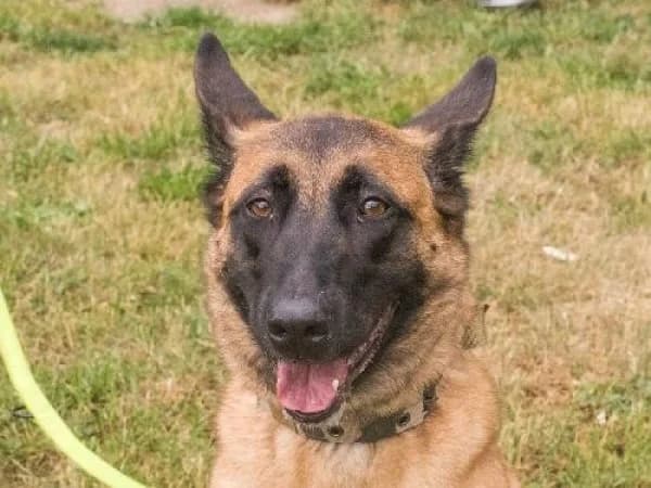 REX, Mixed Breed for adoption at SPA de Mulhouse, Mulhouse