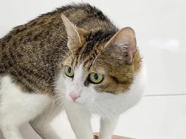 AMY, Mixed Breed for adoption at SPA de Mulhouse, Mulhouse
