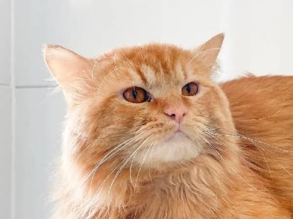 ALF,  Mixed Breed for adoption at SPA de Mulhouse, Mulhouse