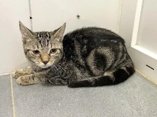 BLUM,  Mixed Breed for adoption at SPA de Mulhouse, Mulhouse