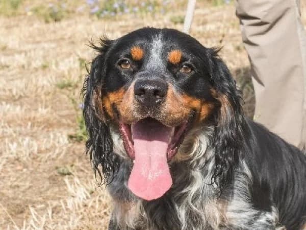 TOGO,  Mixed Breed for adoption at SPA de Mulhouse, Mulhouse