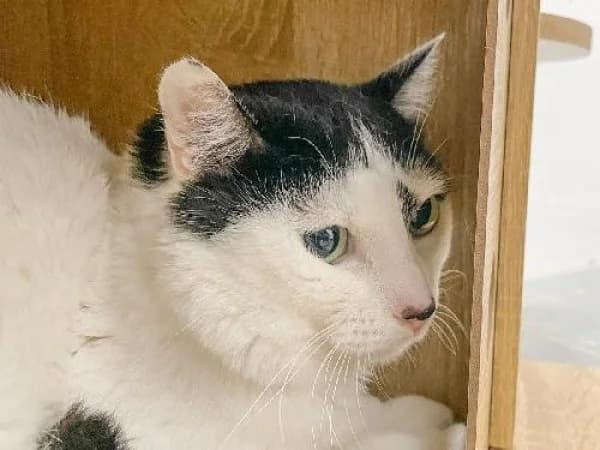 KIWI,  Mixed Breed for adoption at SPA de Mulhouse, Mulhouse