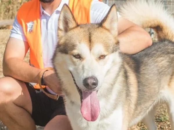 ZLIP,  Mixed Breed for adoption at SPA de Mulhouse, Mulhouse