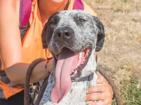 RIKA,  Mixed Breed for adoption at SPA de Mulhouse, Mulhouse