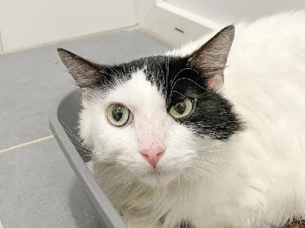 LULU,  Mixed Breed for adoption at SPA de Mulhouse, Mulhouse