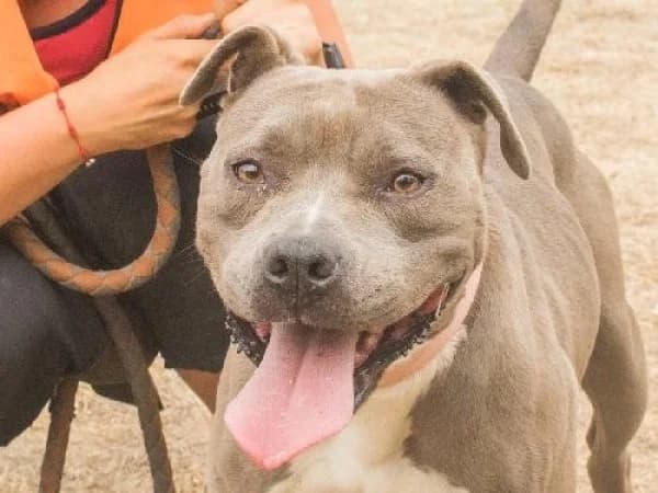 YUKI,  Mixed Breed for adoption at SPA de Mulhouse, Mulhouse