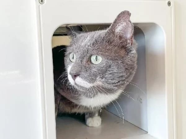 MAX,  Mixed Breed for adoption at SPA de Mulhouse, Mulhouse