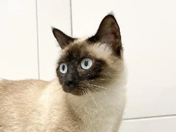 LOVE,  Mixed Breed for adoption at SPA de Mulhouse, Mulhouse
