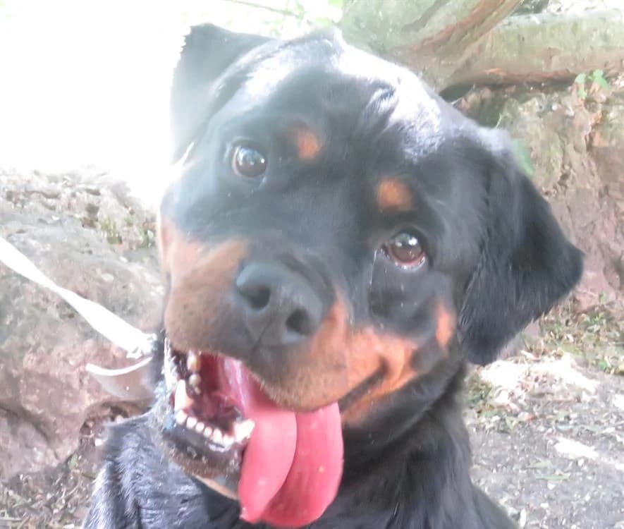 RHEA, female 6yo Rottweiler for adoption at Bouguenais), Nantes