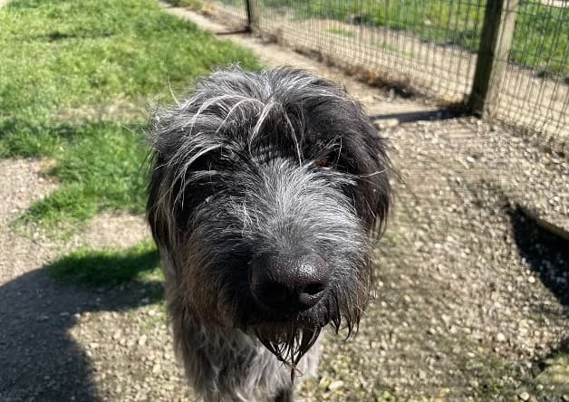 PITOU (réservé), male 3yo mixed breed for adoption at Bouguenais), Nantes