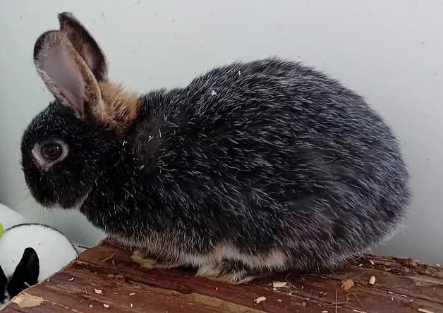 Jacinthe, female mixed breed for adoption at Bouguenais), Nantes