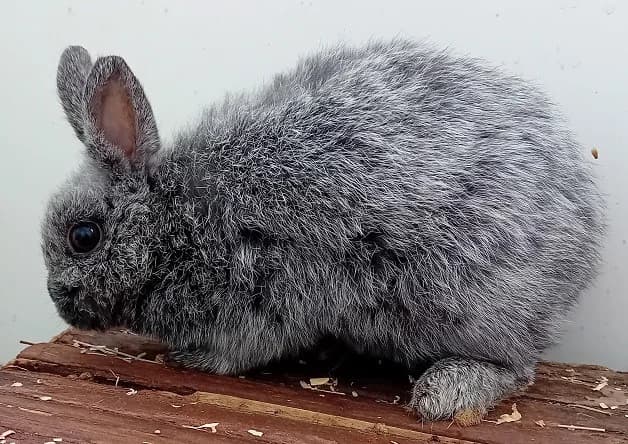 Glycine (réservée), female mixed breed for adoption at Bouguenais), Nantes