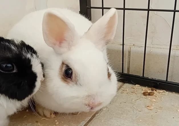 Muguet, female mixed breed for adoption at Bouguenais), Nantes