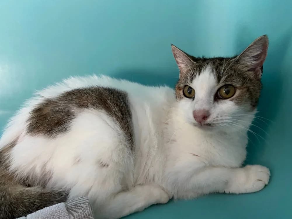 CLEO, female senior Mixed Breed for adoption at Bouguenais), Nantes