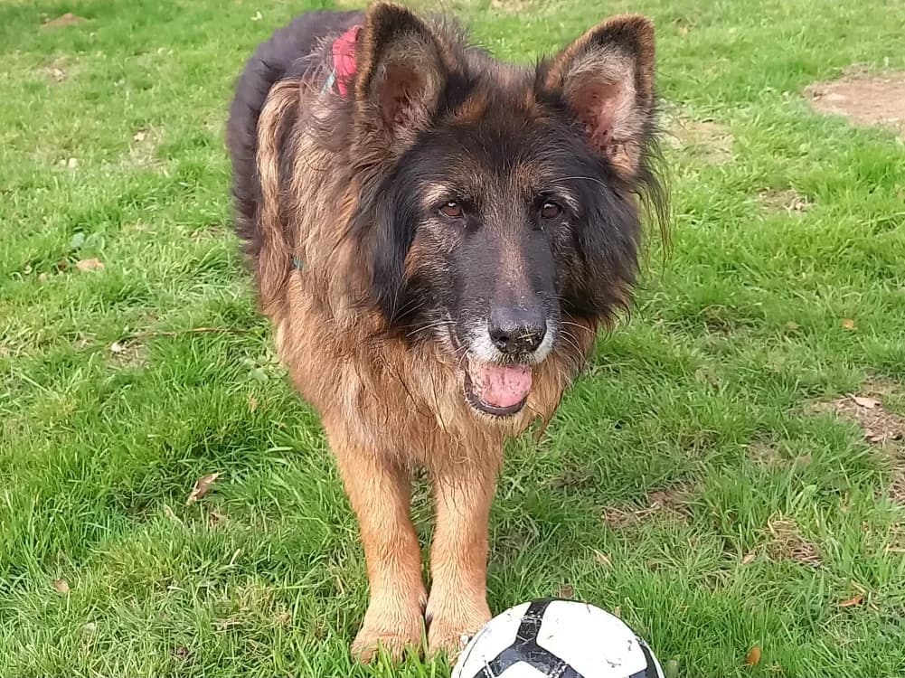 NINJA, male senior German Shepherd for adoption at Bouguenais), Nantes