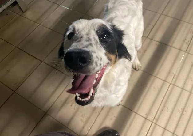 SUZETTE, female young English Setter for adoption at Bouguenais), Nantes