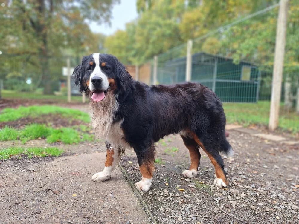 TWIST, male 3yo Bernese Mountain Dog for adoption at Bouguenais), Nantes