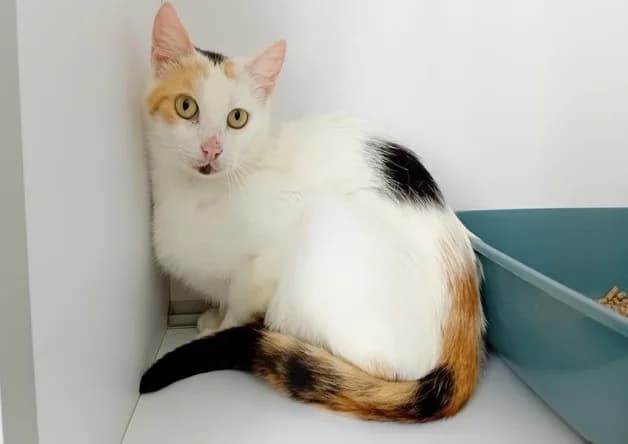 MYRTILLE (réservé), female Mixed Breed for adoption at Bouguenais), Nantes