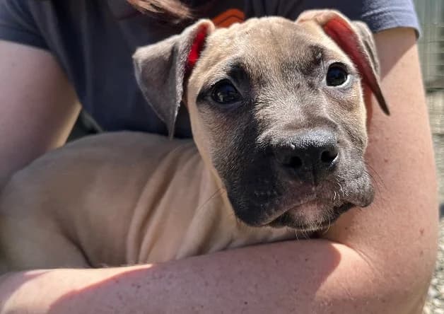 KODA (réservé), male puppy mixed breed for adoption at Bouguenais), Nantes