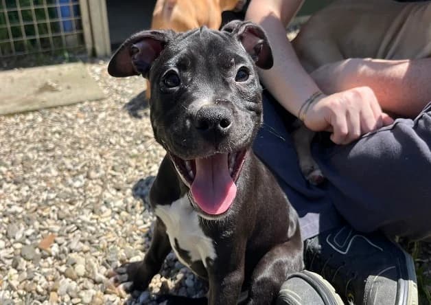 IPA (réservé), male puppy mixed breed for adoption at Bouguenais), Nantes
