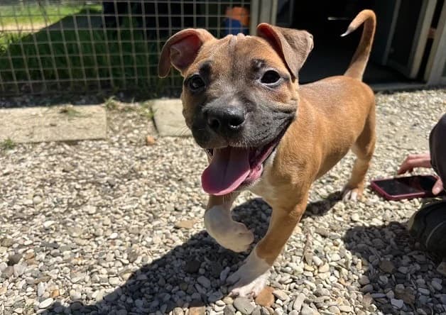PATOCHE (réservé), male puppy mixed breed for adoption at Bouguenais), Nantes