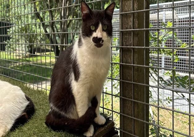 ARCALYS, male senior mixed breed for adoption at Bouguenais), Nantes