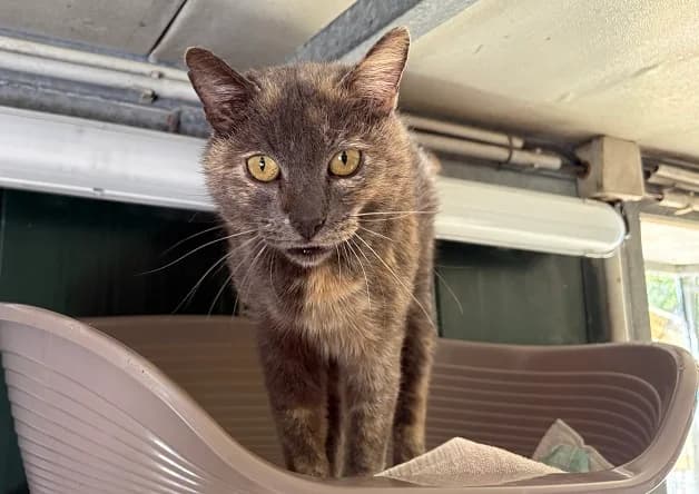 PLUME, female 7yo mixed breed for adoption at Bouguenais), Nantes