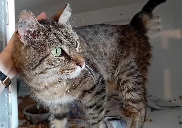 CATUS, male senior Mixed Breed for adoption at Bouguenais), Nantes