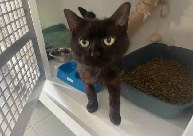 POUXY, male 4yo Mixed Breed for adoption at Bouguenais), Nantes