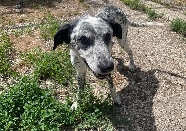 PATCH, male 3yo English Setter for adoption at Bouguenais), Nantes