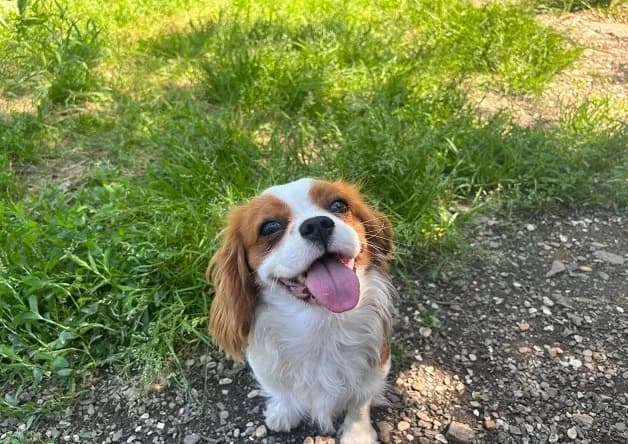 Polly, female Cavalier King Charles Spaniel for adoption at Bouguenais), Nantes