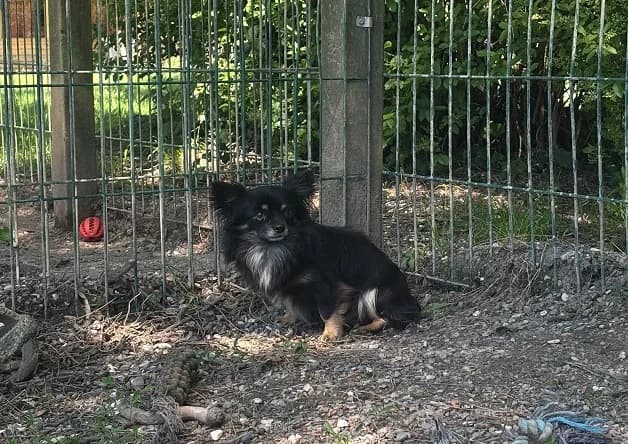 VINY, male young Chihuahua for adoption at Bouguenais), Nantes