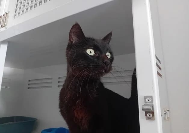 POGBA, male 7yo Mixed Breed for adoption at Bouguenais), Nantes