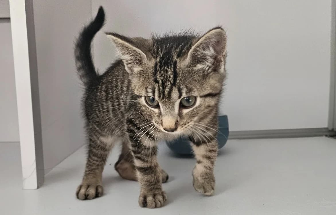 SHEREKHAN, male puppy Mixed Breed for adoption at Bouguenais), Nantes