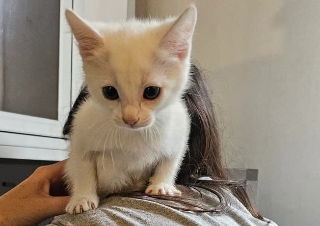 NACRE, male puppy Mixed Breed for adoption at Bouguenais), Nantes