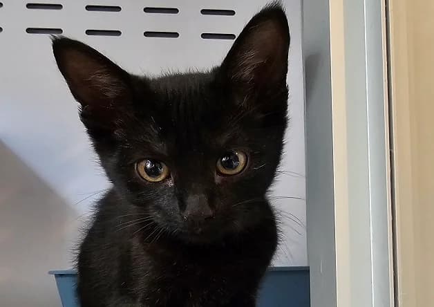 BAGHEERA, female puppy Mixed Breed for adoption at Bouguenais), Nantes
