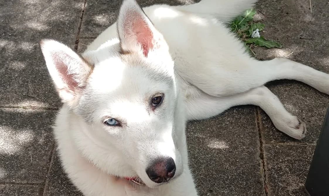 POUIK, male Husky for adoption at Bouguenais), Nantes