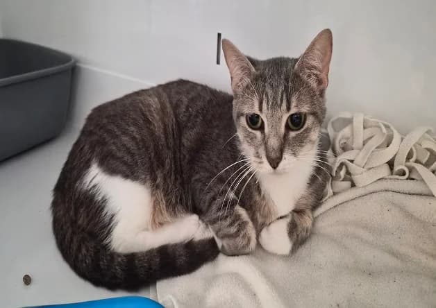 NUAGE, female Mixed Breed for adoption at Bouguenais), Nantes