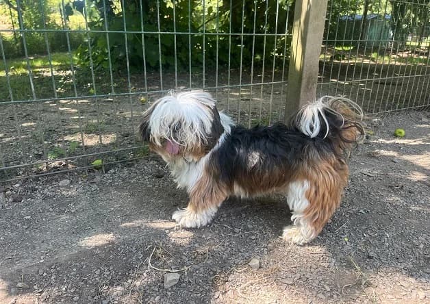 ULYSSE, male senior Shih Tzu for adoption at Bouguenais), Nantes