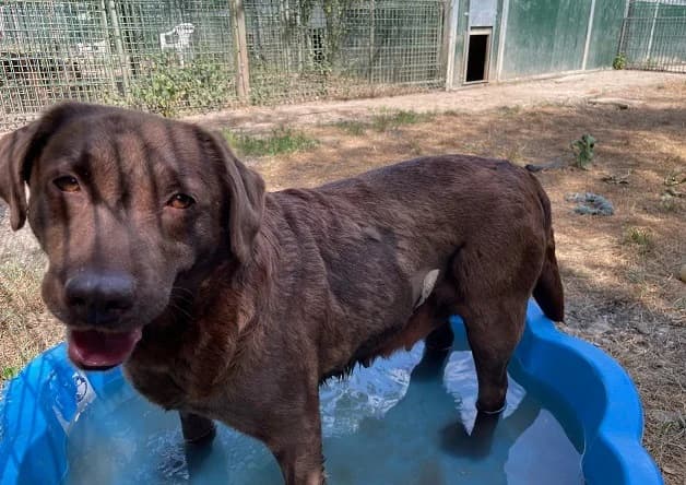 OSEILLE, female 7yo Labrador Retriever for adoption at Bouguenais), Nantes