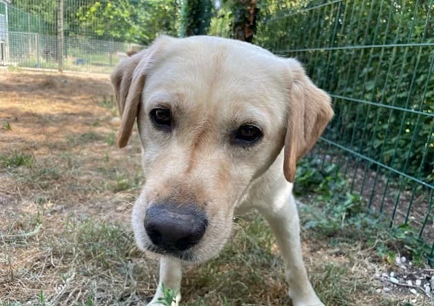 TAXI, male young Labrador Retriever for adoption at Bouguenais), Nantes