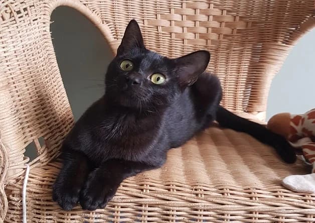 GRIZZLI, male Mixed Breed for adoption at Bouguenais), Nantes