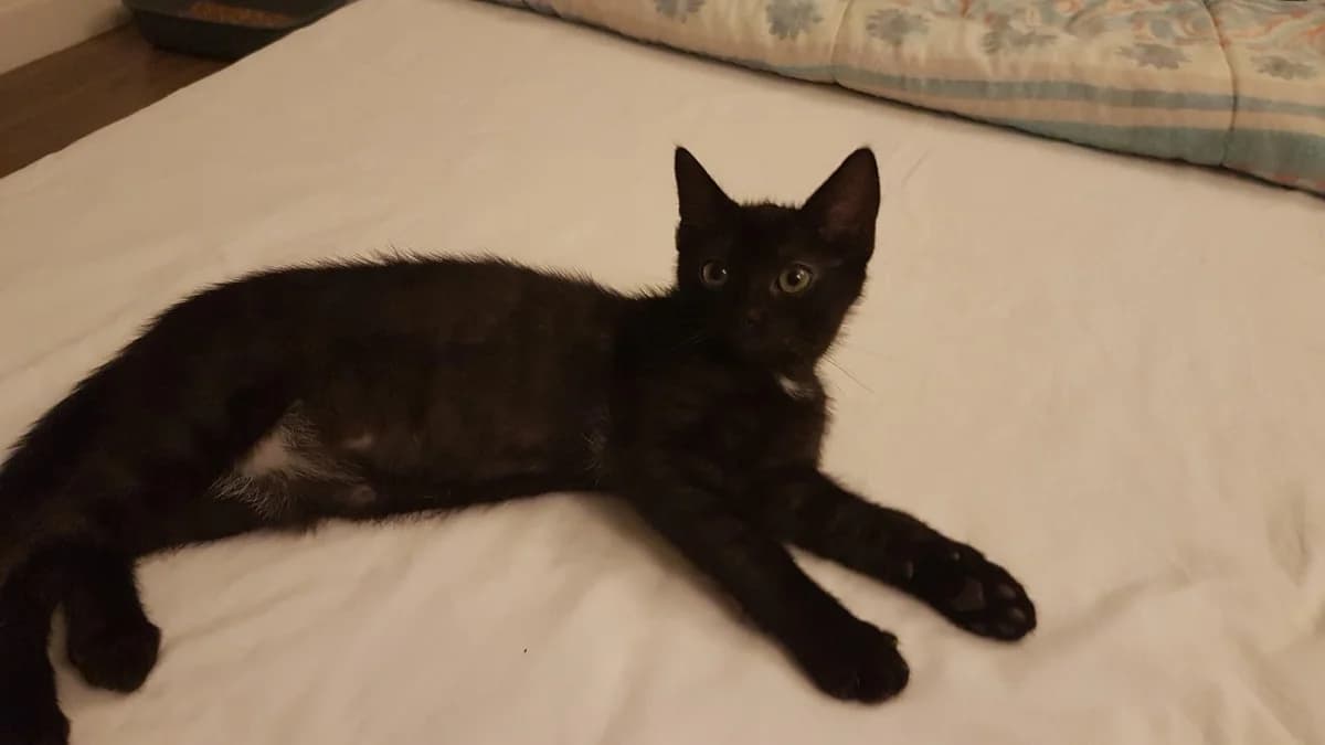 VENUS, male puppy Mixed Breed for adoption at Bouguenais), Nantes