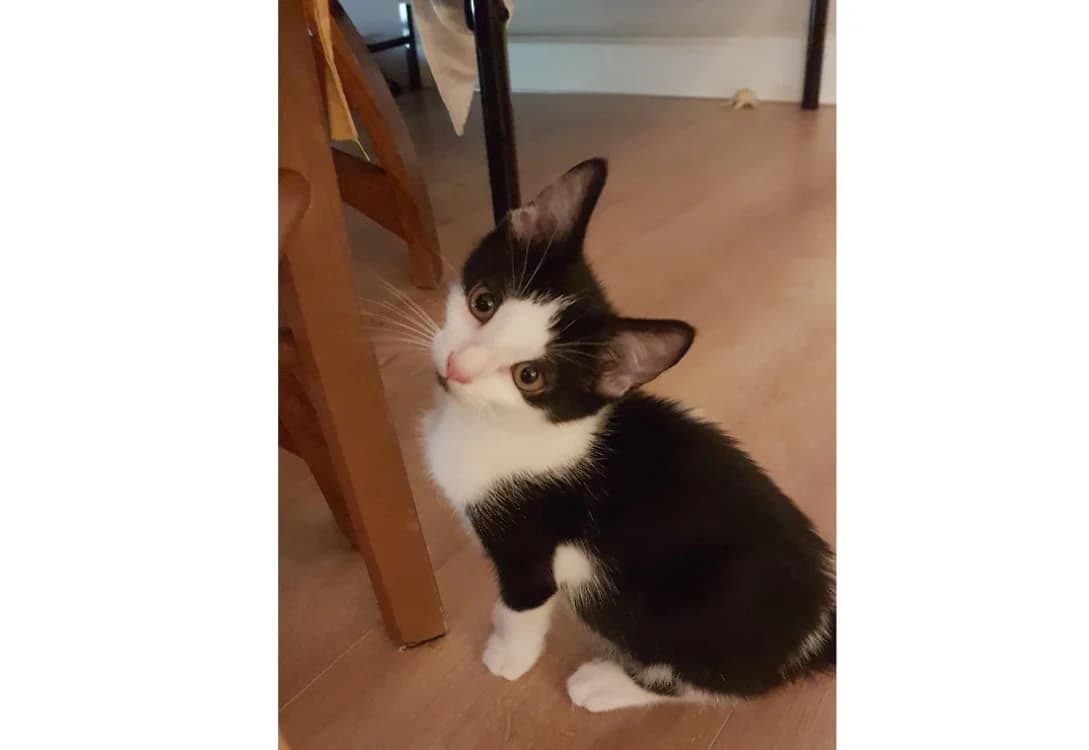 SATURNE, female puppy Mixed Breed for adoption at Bouguenais), Nantes