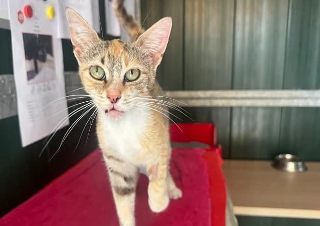 BEAUTY, female Mixed Breed for adoption at Bouguenais), Nantes